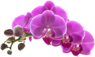 flower_1_3
