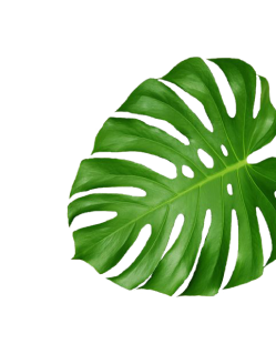 leaves_1
